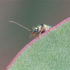 Edusella sp. (genus) at Googong, NSW - 15 Nov 2024