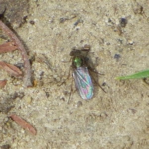 Unidentified Long-legged Fly (Dolichopodidae) at West Hobart, TAS by VanessaC