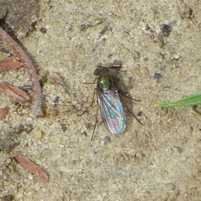 Unidentified Long-legged Fly (Dolichopodidae) at West Hobart, TAS - 15 Nov 2024 by VanessaC