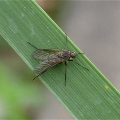 Tabanomorpha sp. (Parvorder) (Snipe Flies and allies) at West Hobart, TAS - 15 Nov 2024 by VanessaC