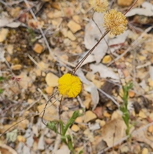 Leptorhynchos squamatus subsp. squamatus at Kaleen, ACT - 15 Nov 2024