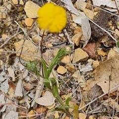 Leptorhynchos squamatus subsp. squamatus at Kaleen, ACT - 15 Nov 2024