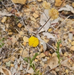 Leptorhynchos squamatus subsp. squamatus at Kaleen, ACT - 15 Nov 2024