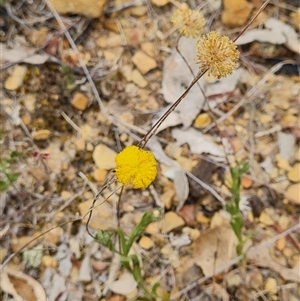 Leptorhynchos squamatus subsp. squamatus at Kaleen, ACT - 15 Nov 2024