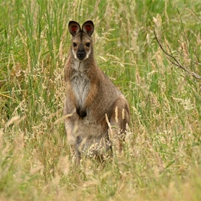 Notamacropus rufogriseus (Red-necked Wallaby) at Throsby, ACT - 14 Nov 2024 by Thurstan