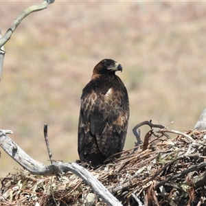 Aquila audax at Kambah, ACT - 15 Nov 2024 02:44 PM