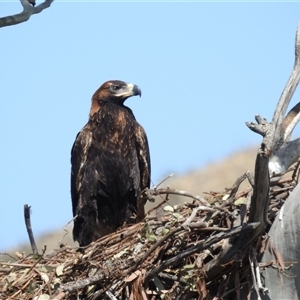 Aquila audax at Kambah, ACT - 15 Nov 2024