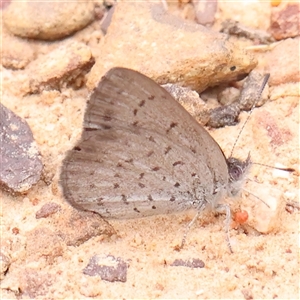 Erina acasta (Blotched Dusky-blue) at Acton, ACT by ConBoekel