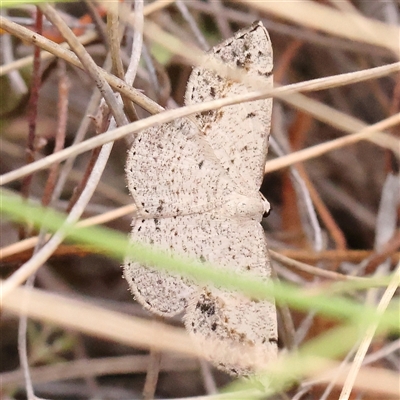 Taxeotis intextata (Looper Moth, Grey Taxeotis) at Bruce, ACT - 15 Nov 2024 by ConBoekel