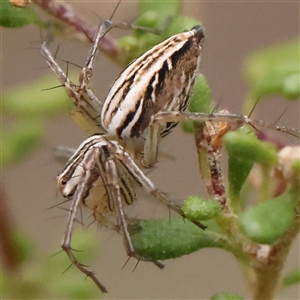 Oxyopidae (family) at Bruce, ACT - 15 Nov 2024