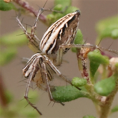 Oxyopidae (family) (Lynx spider) at Bruce, ACT - 15 Nov 2024 by ConBoekel
