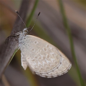 Zizina otis (Common Grass-Blue) at Bruce, ACT by ConBoekel