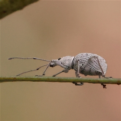 Merimnetes oblongus (Radiata pine shoot weevil) at Bruce, ACT - 14 Nov 2024 by ConBoekel