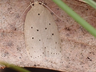 Ironopolia sobriella (A Concealer moth (Wingia Group) at Bruce, ACT - 15 Nov 2024 by ConBoekel