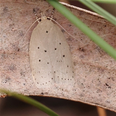 Ironopolia sobriella at Bruce, ACT - 14 Nov 2024 by ConBoekel