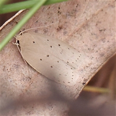 Ironopolia sobriella at Bruce, ACT - 15 Nov 2024 10:03 AM