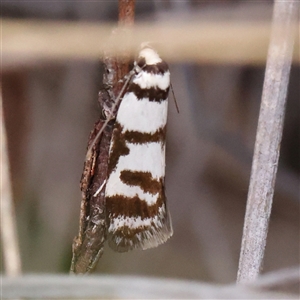 Philobota impletella Group at Bruce, ACT - 15 Nov 2024