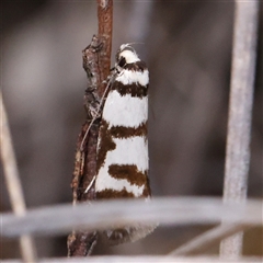 Philobota impletella Group at Bruce, ACT - 15 Nov 2024 09:57 AM