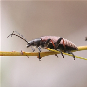 Homotrysis sp. (genus) at Bruce, ACT - 15 Nov 2024