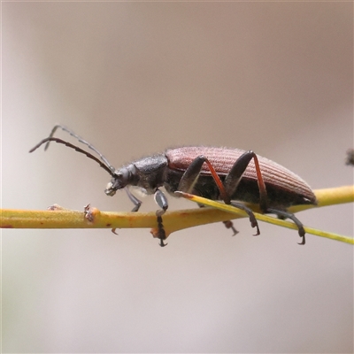 Homotrysis sp. (genus) (Darkling beetle) at Bruce, ACT - 14 Nov 2024 by ConBoekel