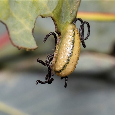 Gonipterus sp. (genus) (Eucalyptus Weevil) at Lawson, ACT - 11 Nov 2024 by AlisonMilton