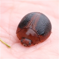 Dicranosterna immaculata (Acacia leaf beetle) at O'Connor, ACT - 15 Nov 2024 by ConBoekel