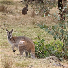 Notamacropus rufogriseus (Red-necked Wallaby) at O'Connor, ACT - 14 Nov 2024 by ConBoekel