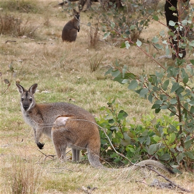 Notamacropus rufogriseus (Red-necked Wallaby) at O'Connor, ACT - 15 Nov 2024 by ConBoekel