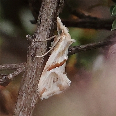 Heliocosma argyroleuca (A tortrix or leafroller moth) at O'Connor, ACT - 15 Nov 2024 by ConBoekel