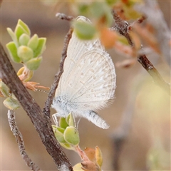 Zizina otis (Common Grass-Blue) at O'Connor, ACT - 15 Nov 2024 by ConBoekel