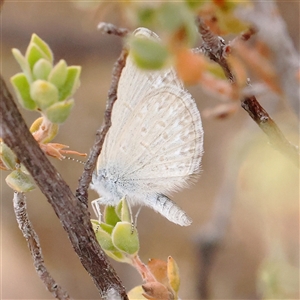 Zizina otis (Common Grass-Blue) at O'Connor, ACT by ConBoekel