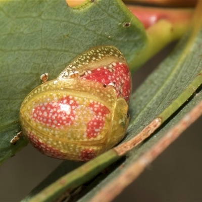 Paropsisterna fastidiosa (Eucalyptus leaf beetle) at Lawson, ACT - 11 Nov 2024 by AlisonMilton