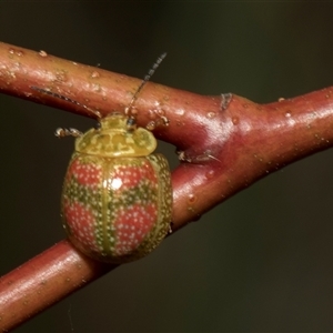 Paropsisterna fastidiosa at Lawson, ACT - 11 Nov 2024