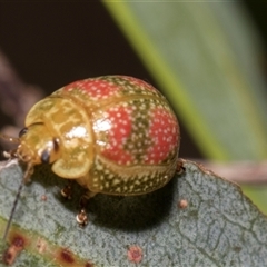 Paropsisterna fastidiosa at Lawson, ACT - 11 Nov 2024