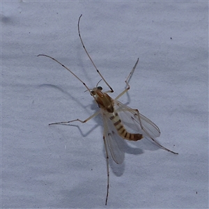 Chironomidae (family) at Turner, ACT - 14 Nov 2024