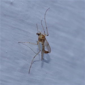 Chironomidae (family) at Turner, ACT - 14 Nov 2024