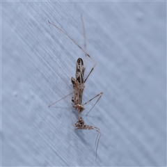 Stenolemus sp. (genus) (Thread-legged assassin bug) at Turner, ACT - 14 Nov 2024 by ConBoekel