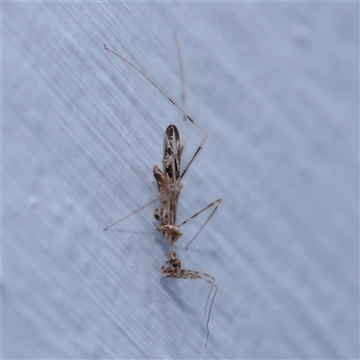 Stenolemus sp. (genus) (Thread-legged assassin bug) at Turner, ACT - 14 Nov 2024 by ConBoekel