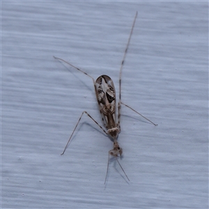 Stenolemus sp. (genus) at Turner, ACT - 14 Nov 2024