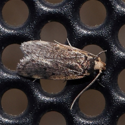 Hoplostega ochroma (a Eulechria Group moth) at Turner, ACT - 14 Nov 2024 by ConBoekel