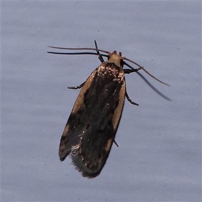 Hoplostega ochroma (a Eulechria Group moth) at Turner, ACT - 14 Nov 2024 by ConBoekel