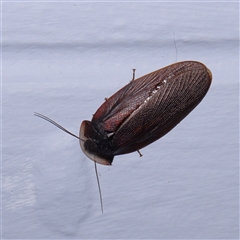 Laxta granicollis (Common bark or trilobite cockroach) at Turner, ACT - 12 Nov 2024 by ConBoekel