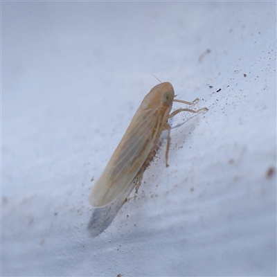 Deltocephalinae sp. (sub-family) (A leafhopper) at Turner, ACT - 12 Nov 2024 by ConBoekel