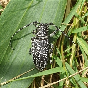 Ancita sp. (genus) at Diggers Camp, NSW - 15 Nov 2024