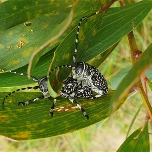 Ancita sp. (genus) at Diggers Camp, NSW - 15 Nov 2024