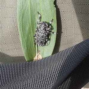 Ancita sp. (genus) at Diggers Camp, NSW - 15 Nov 2024