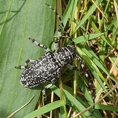 Ancita sp. (genus) at Diggers Camp, NSW - 15 Nov 2024