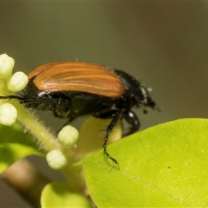 Phyllotocus rufipennis at McKellar, ACT - 11 Nov 2024 10:46 AM