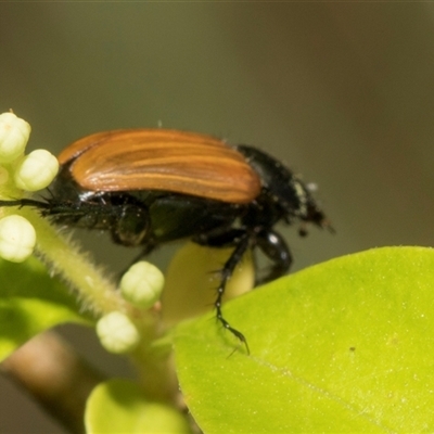 Phyllotocus sp. (genus) (Nectar scarab) at McKellar, ACT - 10 Nov 2024 by AlisonMilton