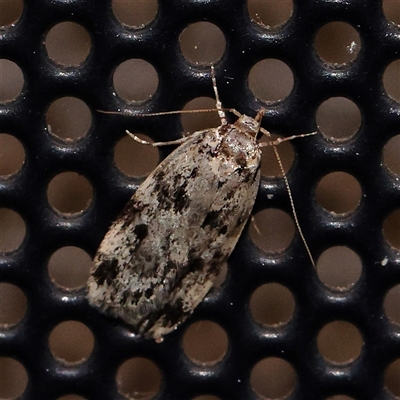 Unverified Moth (Lepidoptera) at Turner, ACT - 12 Nov 2024 by ConBoekel